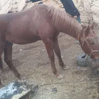 اسب|حیوانات|تربتحیدریه, هاشمینژاد|دیوار