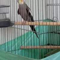 عروس هلندی نر