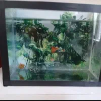 اکواریوم تزئین شده