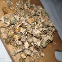 گل همیشه بهار|خوردنی و آشامیدنی|تهران, بازار|دیوار