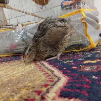 بلدرچین بالغ ماده|پرنده|تایباد, |دیوار