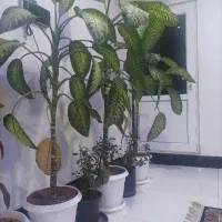 گل دیفن .زیبا و بزرگ درختی