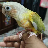 طوطی گرینچیک|پرنده|قشم, |دیوار