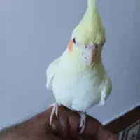 عروس هلندی|پرنده|خرمشهر, |دیوار