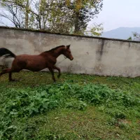 کره نریان ده ماهه عرب دوسر|اسب و تجهیزات اسبسواری|ماسال, |دیوار