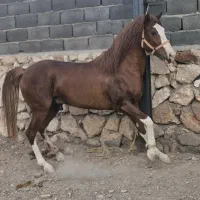 فروش اسب کورسی