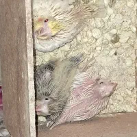 عروس هلندی مولد معاوضه|پرنده|خمینیشهر, |دیوار