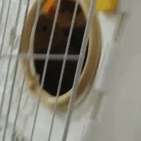 طوطی کوتوله سر تخم گذاری|پرنده|زابل, |دیوار