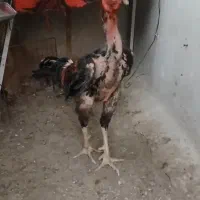 خروس لاری