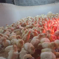 فروش جوجه یکروزه و چند روزه بوقلمون بیوتی۶