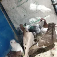 کوهی دورگ|پرنده|باوی, |دیوار