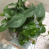 سرامیکی|گل و گیاه طبیعی|کرمانشاه, |دیوار