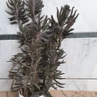 گل اشک تمساح|گل و گیاه طبیعی|نجفآباد, جلال آباد|دیوار