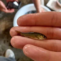 بچه ماهی کپور و آمور