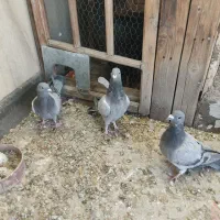 کبوتر مسافتی و پلاکی وکله دم سبز|پرنده|فردیس, شهرک شهید حسینی|دیوار