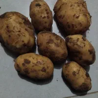 سیب زمینی عمده وخرده در کیسه هایه ۴۰ کیلویی