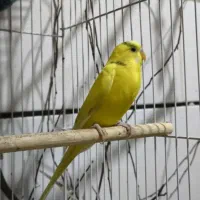 مرغ عشق|پرنده|گرمسار, |دیوار