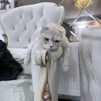 گربه بریتیش اسکاتیش