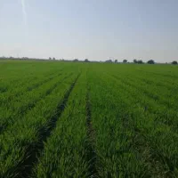 زمین کشاورزی ده چال خنداب