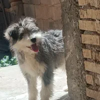 سگ اشپیتز نر