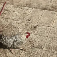 خروس محلی|حیوانات مزرعه|مشهد, ویلاشهر|دیوار