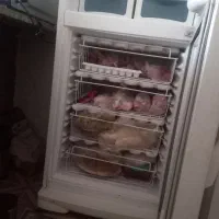 یخچال فریزز|یخچال و فریزر|مشهد, امیریه|دیوار