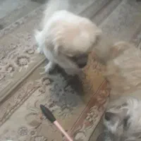 سگ پا کوتاه