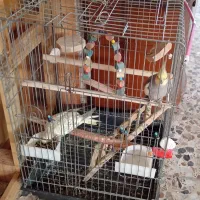 یک جفت عروس هلندی با قفس سخنگو|پرنده|ساری, |دیوار