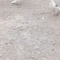 کفتر در هم دورگ تهرانی قاطیه