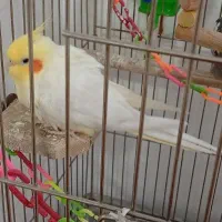 عروس هلندی دوتا