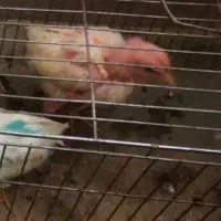 سلام‌جوجه‌رنگی‌4‌ماه