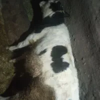 گاو گوساله نر سیمتال