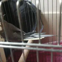 عروس هلندی جفت مولد|پرنده|اصفهان, شیخ اشراق|دیوار