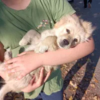 توله سگ اشپیتز|سگ|لولمان, |دیوار