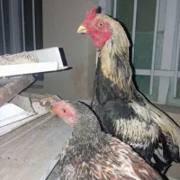 مرغ لاری فروشی|حیوانات مزرعه|سراوان, |دیوار