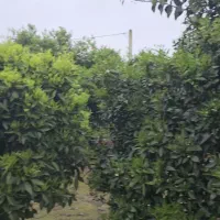 باغ مسکونی ۷۰۰ متری