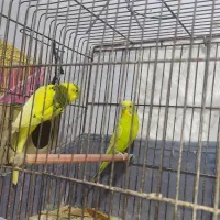 فروش دوجفت مرغ عشق و دوعدد فیشر