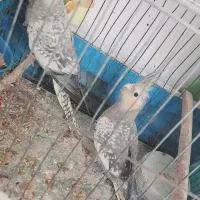 یک جفت عروس هلندی