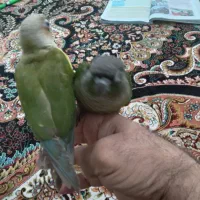 گمشده طوطی،گرینچیک|حیوانات|امیدیه, |دیوار