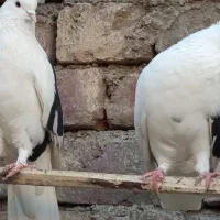 کفتره کفتر بازی زحمت کشیده خال و پرش...|پرنده|ساوه, |دیوار