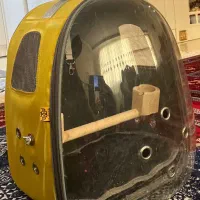 یک جفت عروس هلندی|پرنده|تهران, حکیمیه|دیوار