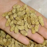 توت خشک امسال