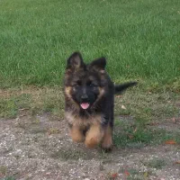توله ژرمن شپرد اصیل سگ نگهبان باهوش و دوست داشتنی|سگ|تهران, شهرک غرب|دیوار