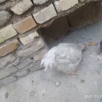 مرغ وخروس|حیوانات مزرعه|شوشتر, |دیوار