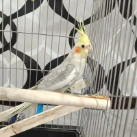 عروس هلندی نر آهویی آماده جفت گیری