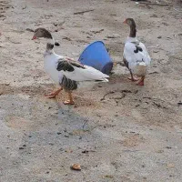 یک جفت قاز اصلی نر وماده تخم گذار