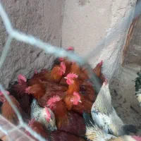 خروس و بوقلمون|حیوانات مزرعه|راین, |دیوار