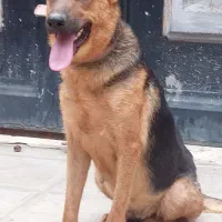 سگ نگهبان|سگ|گرگان, |دیوار