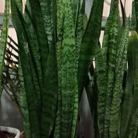 گل آپارتمانی سانسوریا