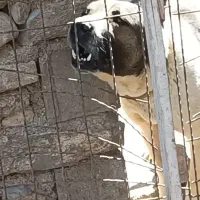 سرابی عصبانی 3ساله.